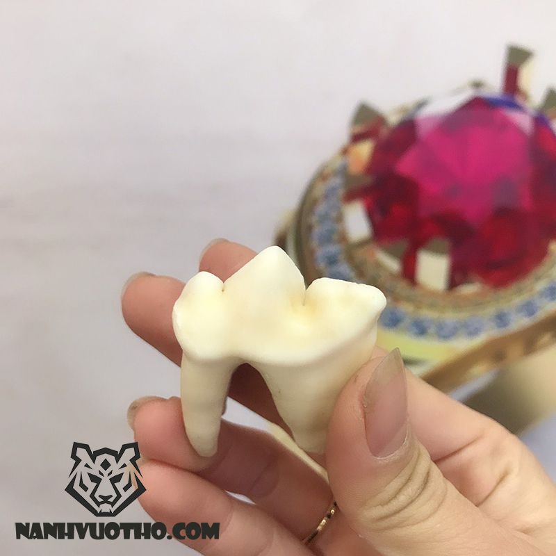 Răng hổ tam sơn độc đáo dành cho ai biết chơi và sử dụng.
